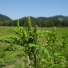 _zzzambrozija__ambrosia_artemisiifolia_.jpg