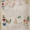 voynichev-manuskript, voynichev-rokopis