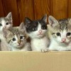 mucki, mladi-mucki, mladiči, sterilizacija-kastracija