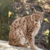 ris ZOO si.jpg