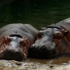hippos unsplash.jpg