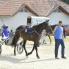 ljutomer, kasaške-dirke