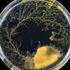 Physarum.JPG