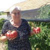 olga-vučak, paradižnik