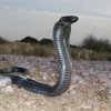 kobra african snakebite iinstitute.jpg