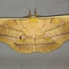 _antheraea_yamamai___jamamaj.jpg