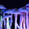 colorful-psilocybin-mushrooms.jpg