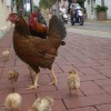 Kokoši v Key Westu floridambler com.JPG