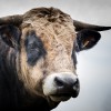 animal-3211351_1920.jpg