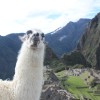 llama-925094_1920.jpg