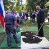 petanjci, zasaditev gabra