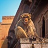 monkey-1103141_1920.jpg