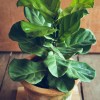 Lirastolisti fikus (Ficus lyrata)