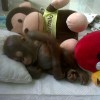 orangutan