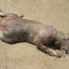 montauk-monster.jpeg
