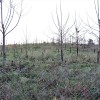 Nasad pavlovnije