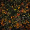 jesen, pomurje, prekmurje, narava, gozd, divjad, srna, košuta, jelen, panorama, drevesa, listje