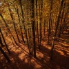 jesen, pomurje, prekmurje, narava, gozd, divjad, srna, košuta, jelen, panorama, drevesa, listje