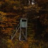 jesen, pomurje, prekmurje, narava, gozd, divjad, srna, košuta, jelen, panorama, drevesa, listje