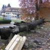 fosilni-hrast, selitev, lendava