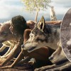 Mowgli NALSOVNA.jpg