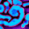 gripa, virus