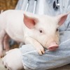 srce transplantacija (3) shutterstock.jpg