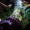 krokodil-s-pnevmatiko
