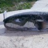 srebrnoproga napihovalka, Lagocephalus sceleratus