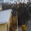 ptice, rumenoglavi-kos, mehika, padec, jata