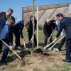 zasaditev-nasada-japonskih-češenj, japonske-češnje, expano, murska-sobota, sakura