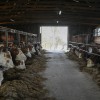 kmetovanje, kmetija, krave, hlev, mleko, molzenje