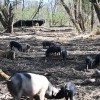 krškopoljski-prašiči, murski-gozd, projekt-natura-mura
