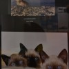 fotografska-razstava, pišk, foto-klub-murska-sobota