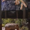 fotografska-razstava, pišk, foto-klub-murska-sobota