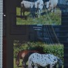 fotografska-razstava, pišk, foto-klub-murska-sobota