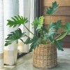 Philodendron xanadu.jpg