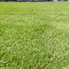 fazanerija, gradnja-igrišča, nova-trava, zelenica, stadion