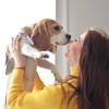 Kuža, beagle.jpg