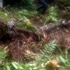 sumatra, piton, kača