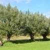 bele-vrbe, krajinski-park-goričko, hrošč-puščavnik