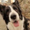 dog-g615527448_1920.jpg