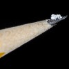 fentanil