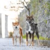 nina-šebjanič, psarna, japonska-pasma