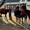 blagoslov-konjev, lendava