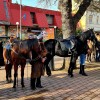 blagoslov-konjev, lendava
