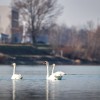 labodi, soboško-jezero