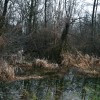 poplave, obilno-deževje, poplavljena-polja, sodišinci, poplavljeni-sodišinci