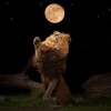 polna luna