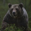 bear-4838870_1920.jpg